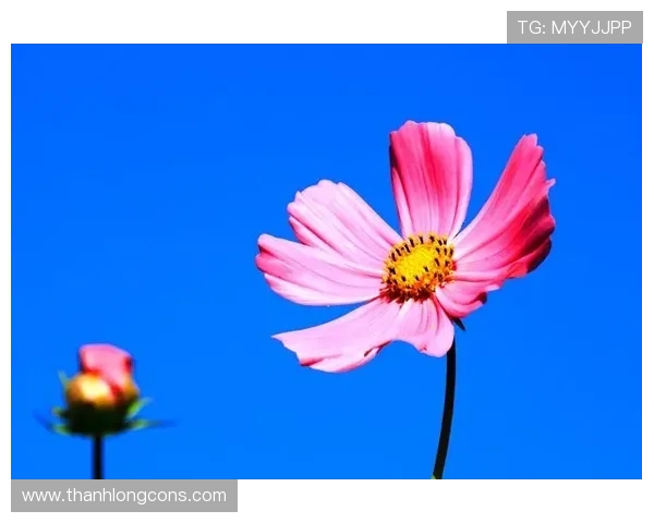 开运官方app下载助你轻松开启好运气提升生活品质的最佳选择